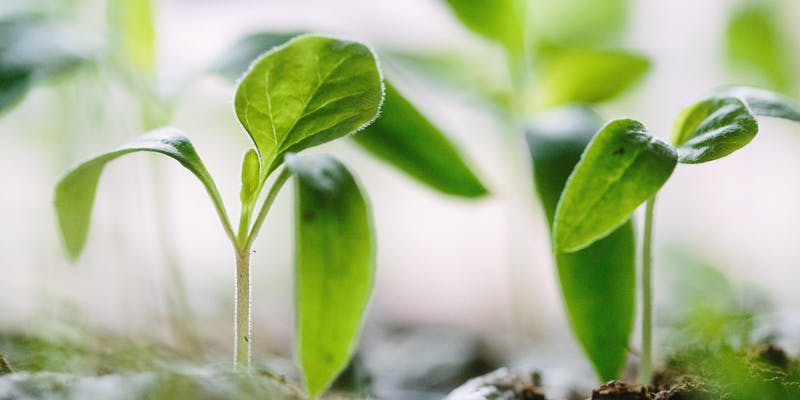 plantas 
