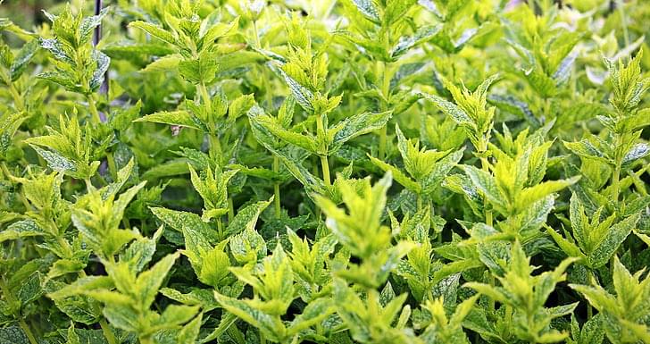 Plantas aromáticas