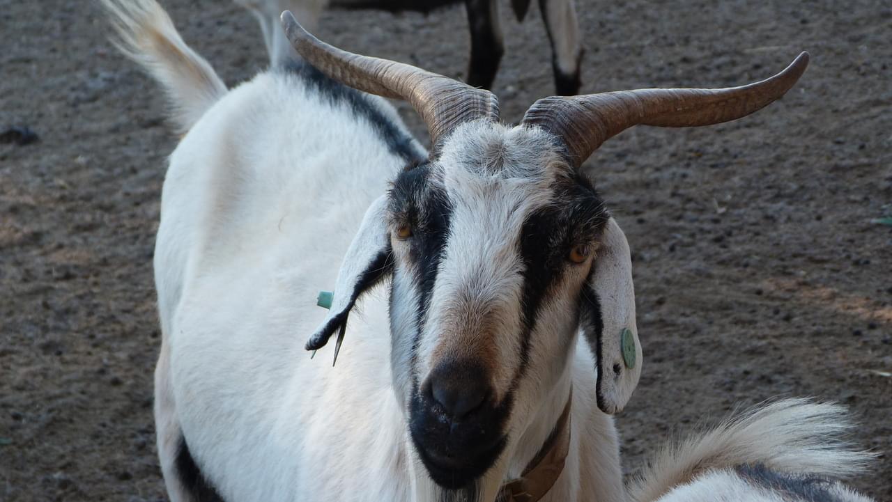 Cabrito serpentina