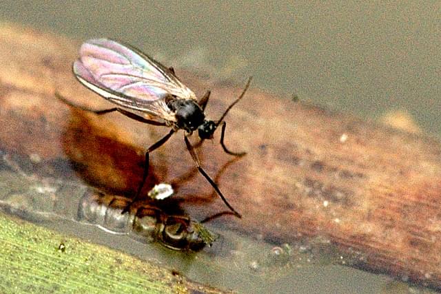 Bradysia sp.