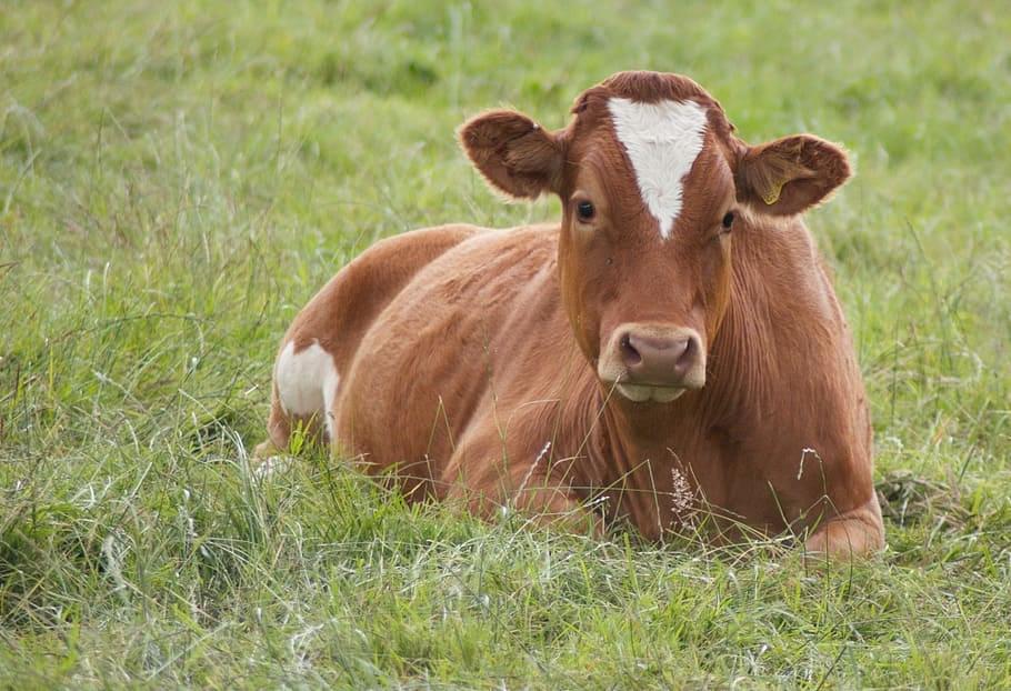 Bovino