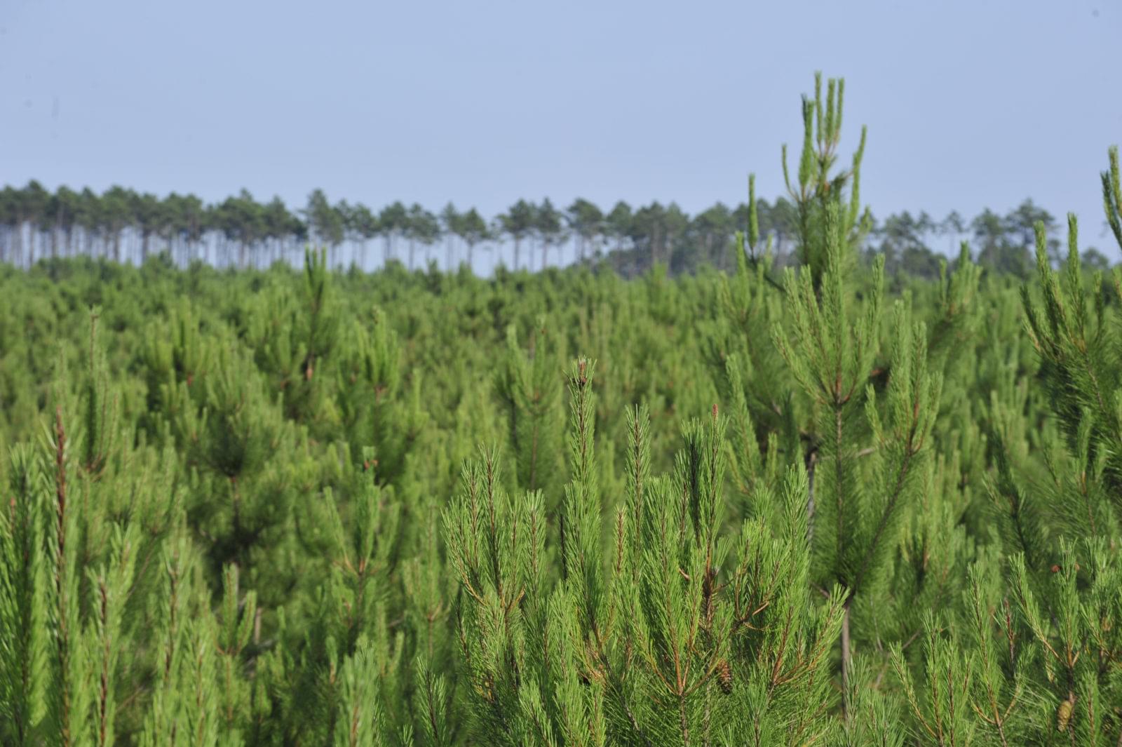 Centro PINUS