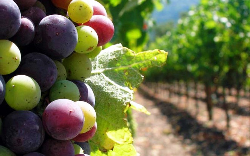 Viticultura