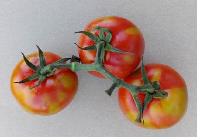 Vírus Tomate Rugoso