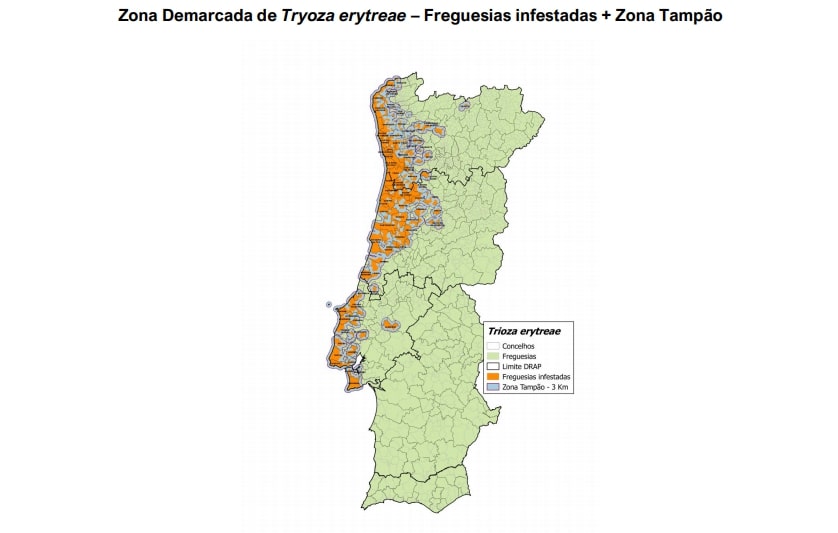 Zona Demarcada de Trioza erytreae
