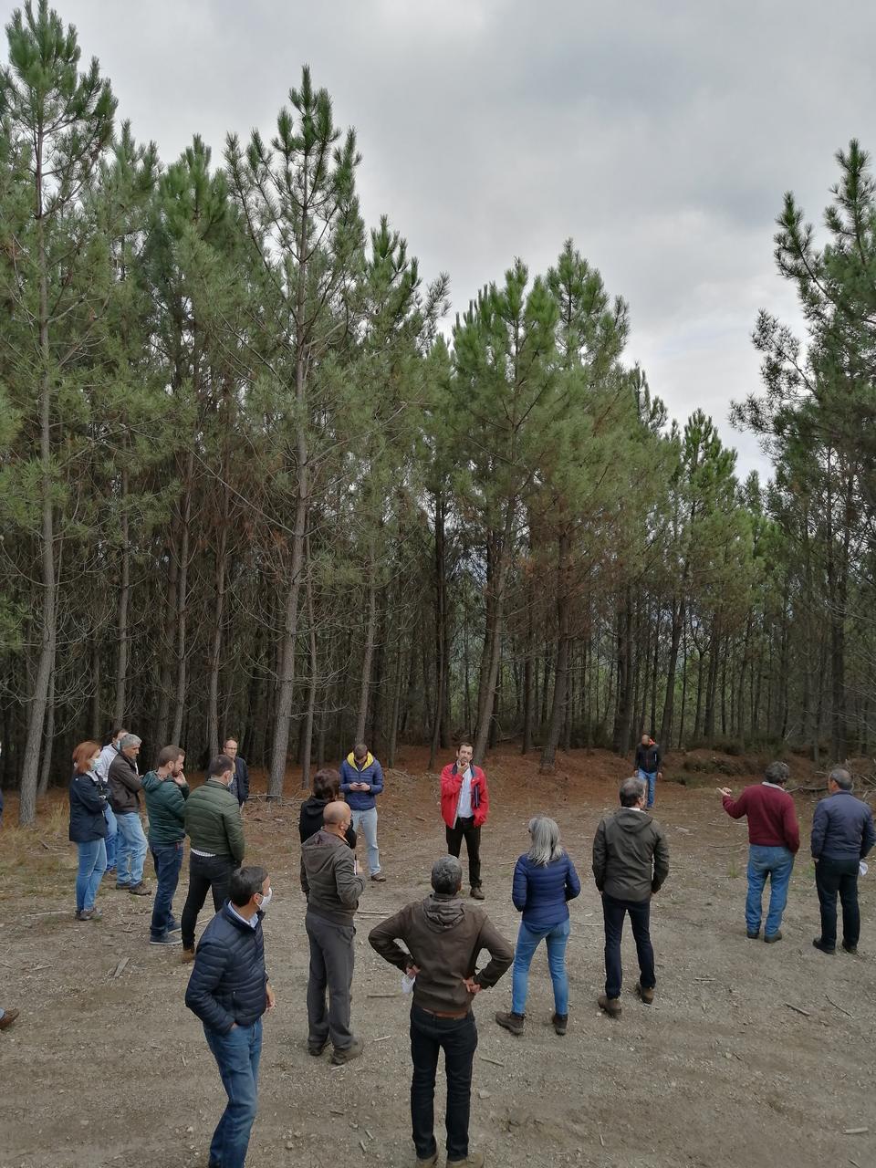 PINUS