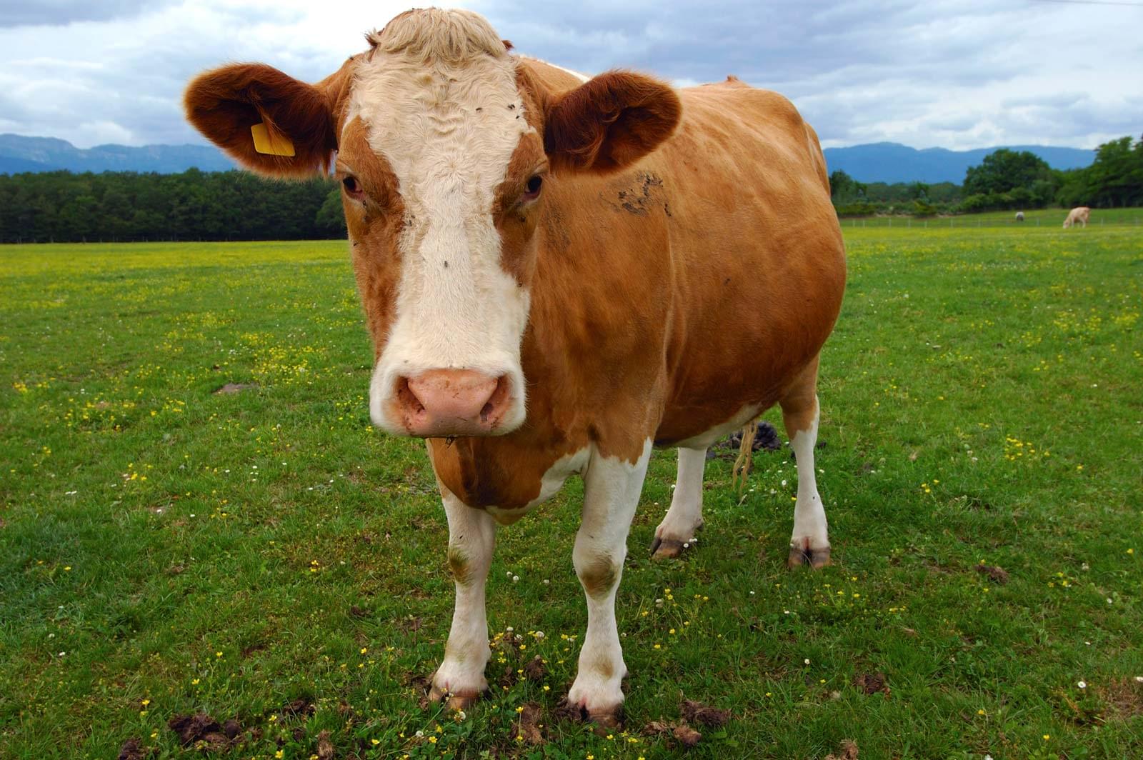 BovINE
