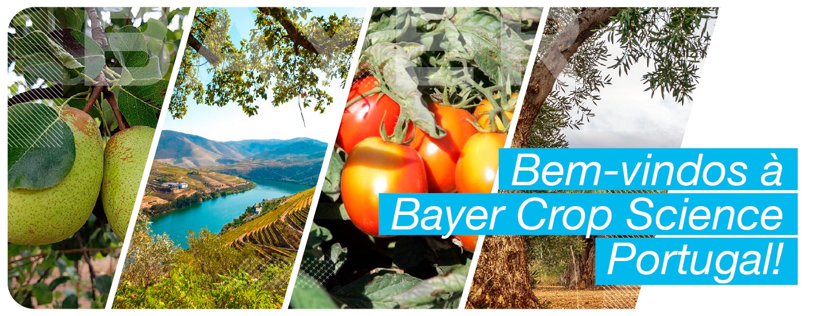 Bayer Crop Science Portugal