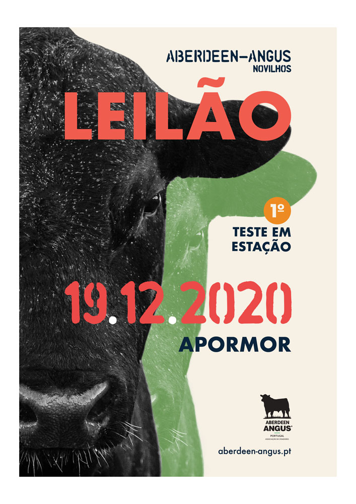 Leilão novilhos