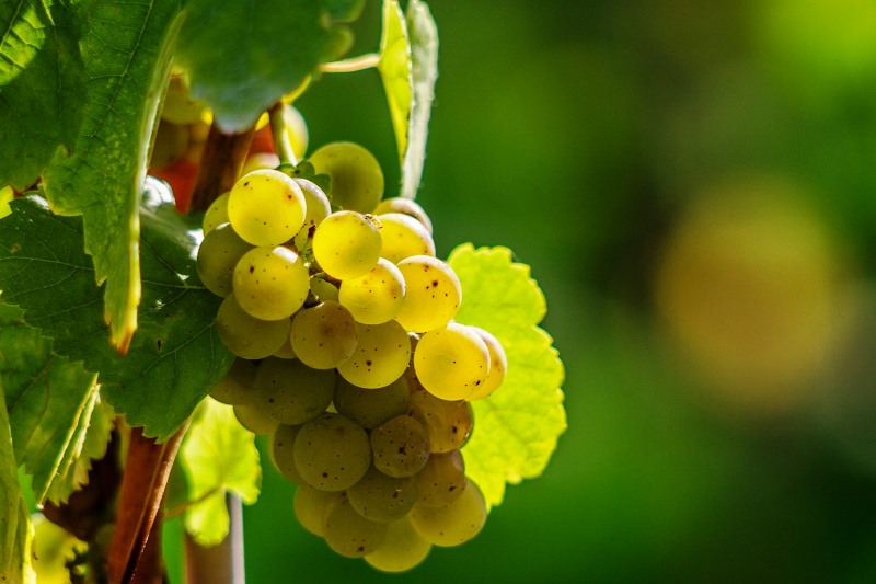 Viticultura