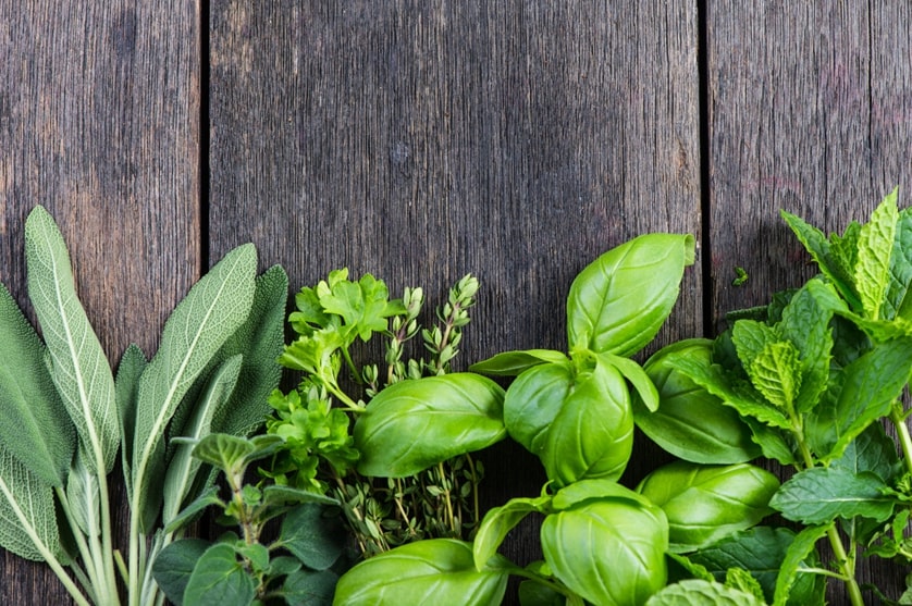 Plantas aromáticas