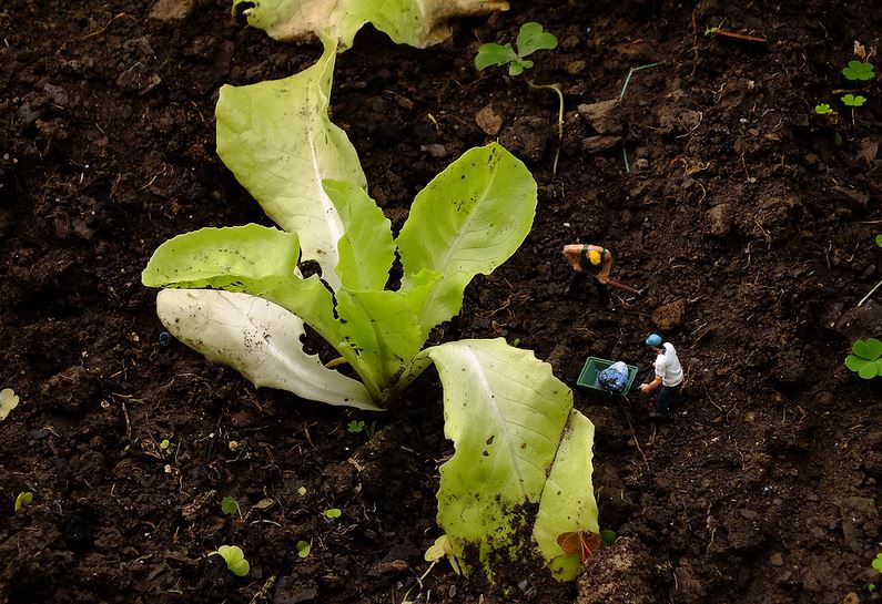 Agricultura