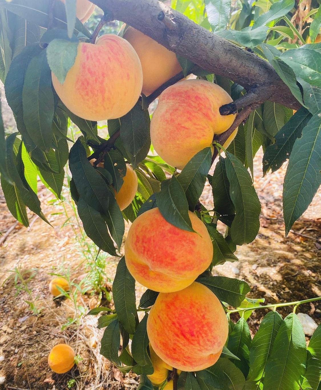 Quinta Prado Vasco