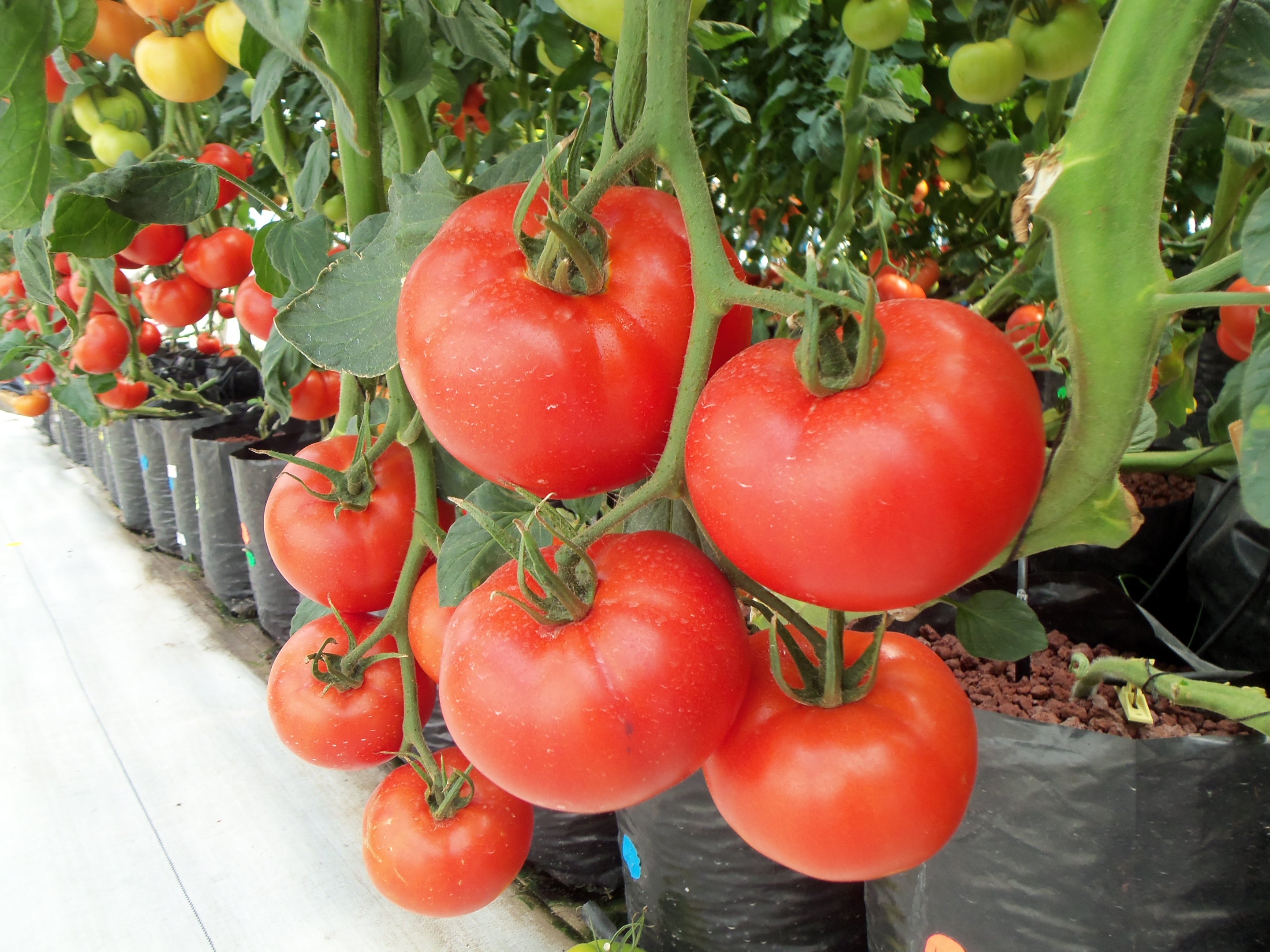 tomate