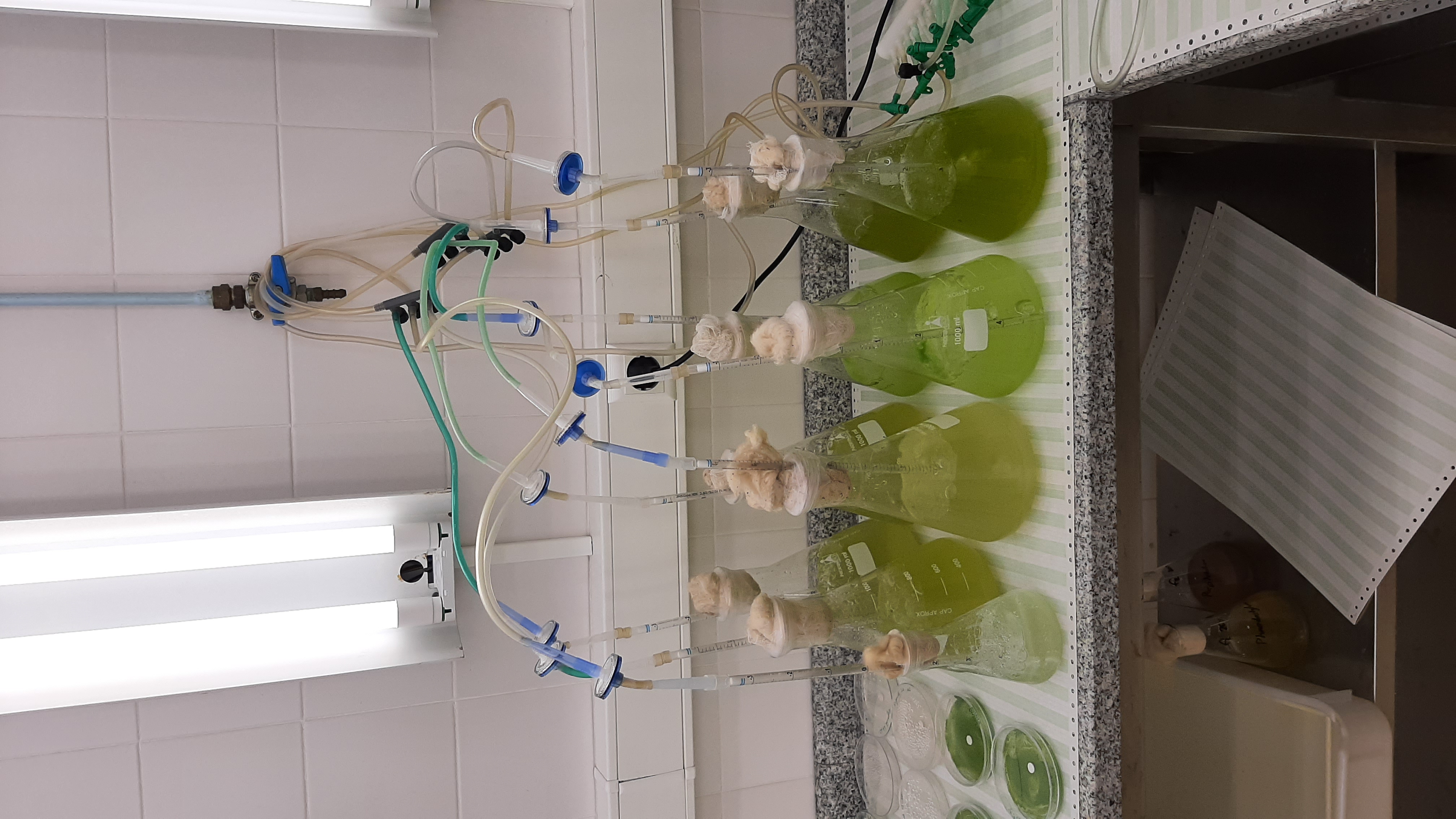 Universidade de Coimbra estuda aplicação de microalgas para tratamento ...