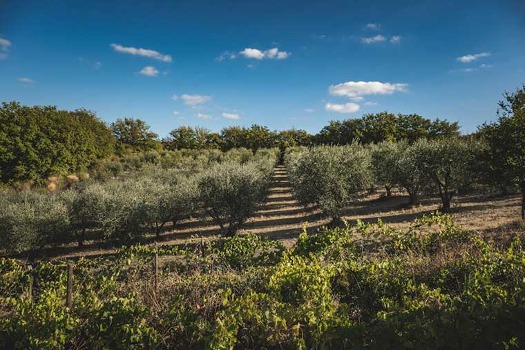 Oliveiras