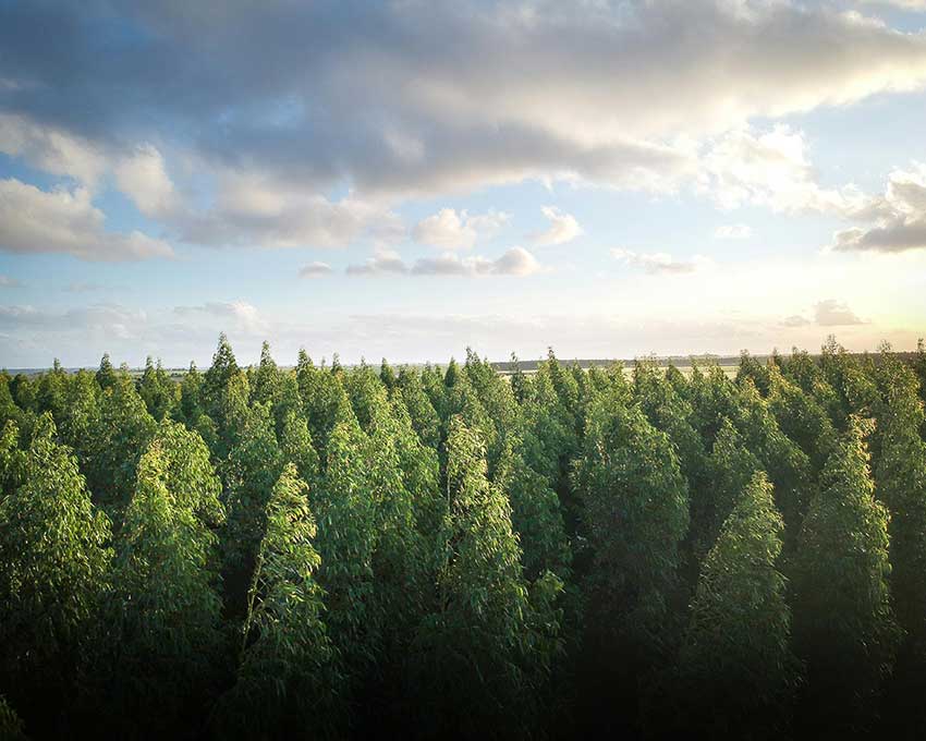 Floresta
