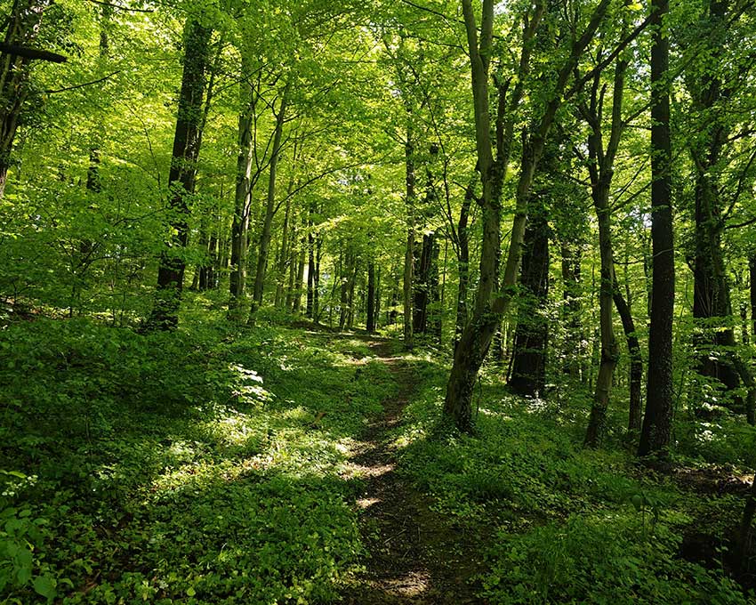Forestis