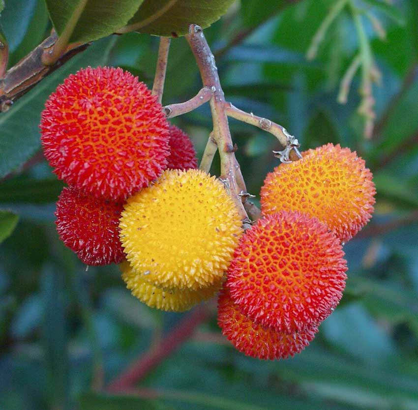 Medronhos