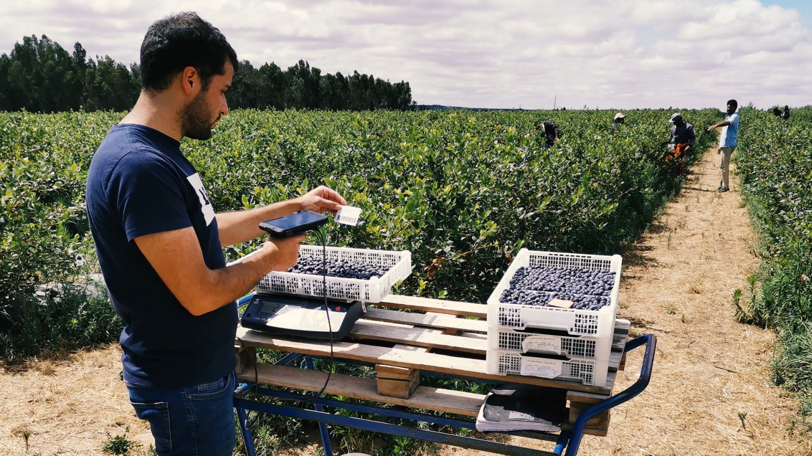gestão de produção agrícola