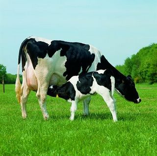 vacas