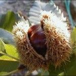 castanha