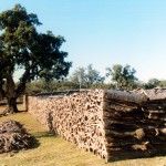 cortiça
