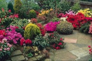 plantas-ornamentais-de-jardim