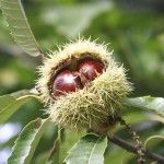 castanha