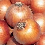 CEBOLA