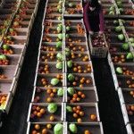 fruta feia