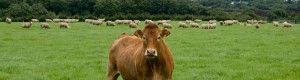 cow v1