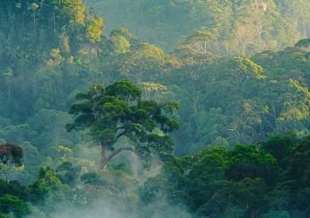 google-global-forest-watch