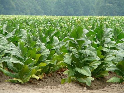 composicion-del-tabaco