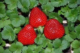 morangos
