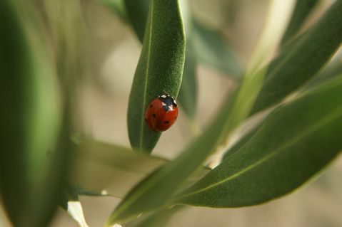 agribio