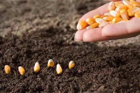 europe-vers-une-autorisation-a-la-carte-des-ogm