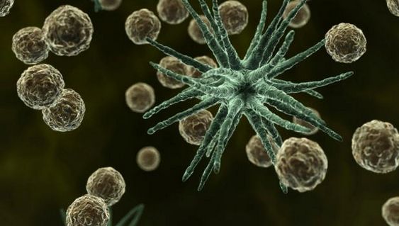 sciencecafetinybacterialpathogen