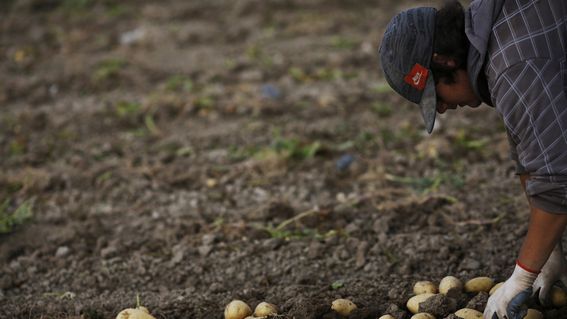 2013-06-26-agricultura_