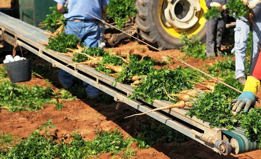 Descritos como disponíveis, experientes e competentes, os tailandeses são as mais recentes ?estrelas? dos campos agrícolas portugueses, e eles aproveitam a preferência para realizar sonhos no país natal.