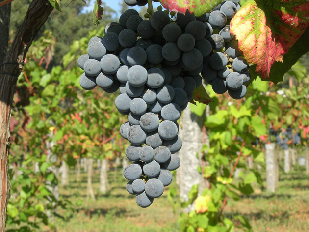 producao_vinho-tinto