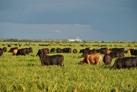 bovino-emissoes-de-gases