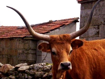 gado-bovino