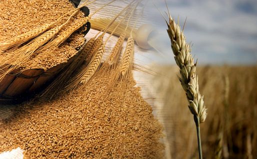 Durum Wheat